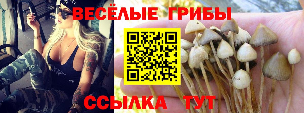 Псилоцибиновые грибы Psilocybe Россошь